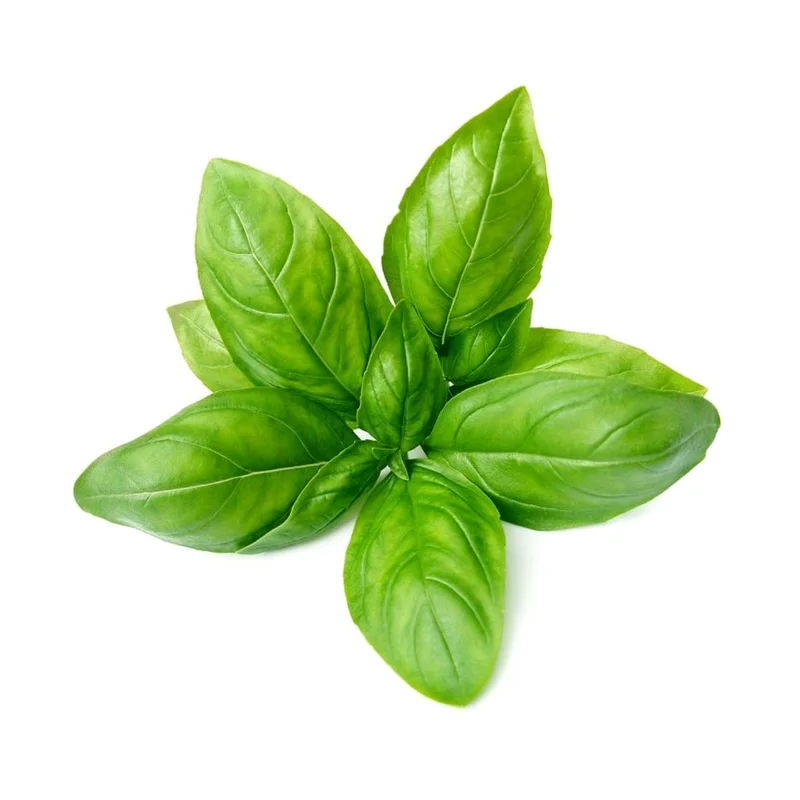 Basil / Baziliks (Ocimum basilicum) essential oil / ēteriskā eļļa - SOHI Premium Natural Wellness