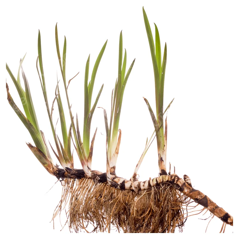 Kalme (Acorus calamus L.) , ēteriskā eļļa - SOHI Premium Natural Wellness