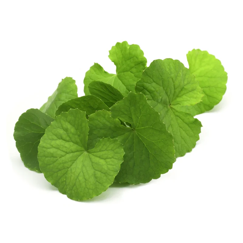 Brahmi (Bacopa monnieri), essential oil / ēteriskā eļļa - SOHI Premium Natural Wellness