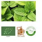 Peppermint (Organic) Mentha piperita - SOHI Premium Natural Wellness